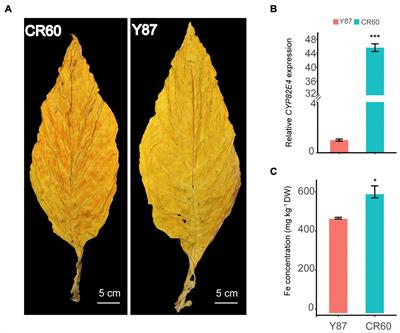 Physiological and Molecular Changes in Cherry Red Tobacco in Response to Iron Deficiency Stress